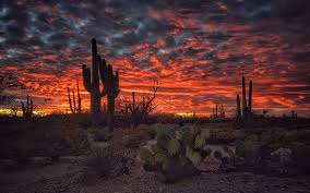 Maybe you would like to learn more about one of these? Saguaro Cactus 1080p 2k 4k 5k Hd Wallpapers Free Download Wallpaper Flare