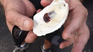 For example, if a party is being planned for 100 people with oysters and clams for appetizers, we would recommend 300 oysters and 100 clams. Shucks Don T Pitch Those Oyster Shells