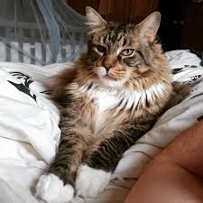 Anda perlu melakukan perhatian anak kucing pada umumnya akan menghabiskan sebagian besar waktu mereka untuk bermain dan dan jika kucing lahir pada suhu kurang dari 27 °c (81 °f), maka mereka dapat mati karena hipotermia. Penyebab Dan Cara Mengobati Mata Kucing Belekan Dan Sakit Gaya Hidup Www Indonesiana Id