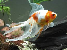 Oranda Goldfish Colors The Veiltail Goldfish Has Three Scale Types Metallic Solid Reddish