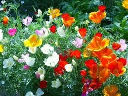 Poppies are tough flowers and can grow anywhere, but they are also delicate the red poppy is connected to the royal british legion, which is a charity created by veterans of the first world war, and the flower is said to represent remembrance and hope. California Poppy Seeds Mixed Colors Flower Seeds In Packets Bulk Eden Brothers California Poppy Poppy Flower Seeds Flower Seeds