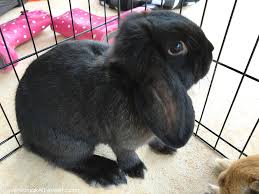 We did not find results for: When Your Pet Bunny Has Babies Who Survive Make It And Love It