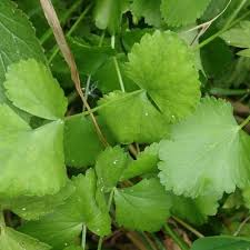 Image result for Pimpinella robynsii