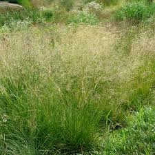 Image result for Deschampsia