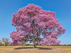 Image result for Afroqueta