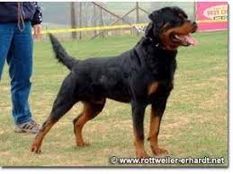 All our rottweiler puppies, youths, adults, and imports can be shipped to all usa states including. Rottweiler Puppies In Alabama