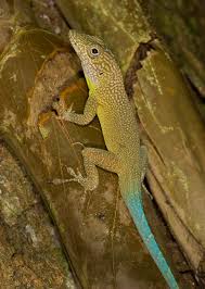 Image result for Anagallis gracilipes