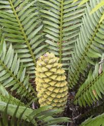 Image result for Encephalartos senticosus