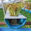 In a typical setup, your plants will be in a tray, in individual containers filled with a growing medium of your choice. Https Encrypted Tbn0 Gstatic Com Images Q Tbn And9gcr0zowiqorcolbsitvtpzt Yjr5ys Kyzpilm Aquceylufqven Usqp Cau