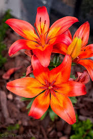 Jul 15, 2021 · news about san diego, california. Good Plants For Planter Boxes In San Diego Amy S Healthy Baking