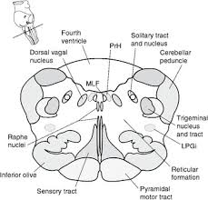 • dorsal expansions of gray matter at the level of pyramids decussation. Brainstem Chapter 10 The Brain And Behavior