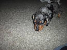 Mini dapple dachshund pups for sale. Purebred Mini Dapple Dachshund Puppies 4 1 2 Weeks For Sale In Tacoma Washington Classified Americanlisted Com