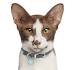 Oriental Shorthair price range. Oriental Shorthair kittens ...