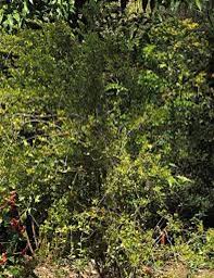 Image result for Crossopetalum