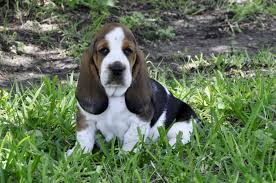 From free yorkie puppies to free german shepherd puppies, you can find the perfect addition to your home here at k9stud. Heart Of Texas Basset Hounds Home Facebook
