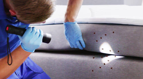 Bedbugs pest control treatment