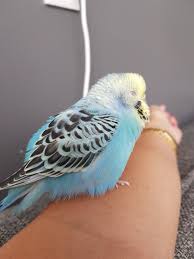Birds Of The Same Feather Flock Together Meaning In Hindi Mijn Lieve Pietje Cute Birds Budgies Pet Birds
