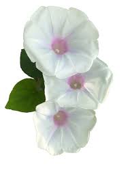 Image result for Ipomoea magnusiana