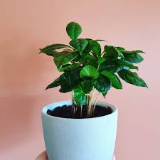 The same plant that yields berries with delicious coffee beans inside is also a great houseplant. Coffee Plant Care Growing Guide