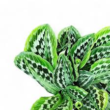 Image result for Kaempferia