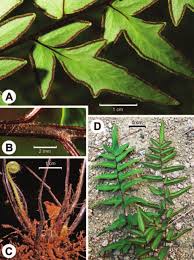 Image result for Cheilanthes similis