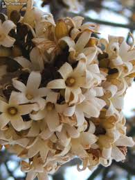 Image result for Brachychiton australis