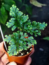 Image result for Selaginella vogelii