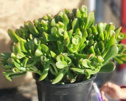 Image result for Crassula ovata