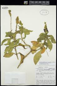 Image result for Ecbolium clarkei