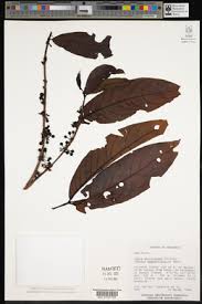 Image result for Agathisanthemum globosum