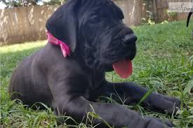 (bonham, texas) pic hide this posting restore restore this posting. Great Dane Puppies For Sale In Texas Petswall