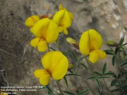 Image result for Argyrolobium rupestre