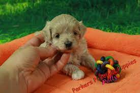 Puppies go home starting at 9 weeks old. Polly The Girl Maltipoo Parker S Precious Puppies Karen Parker