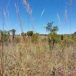 Image result for Loudetia simplex