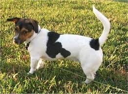 Black And White Dachshund Beagle Mix Mason The Black Brown And White Tricolor Doxle Is Standing Outside In A Field Looking To The Left Hybrid Dogs Dog Breeds Beagle Mix