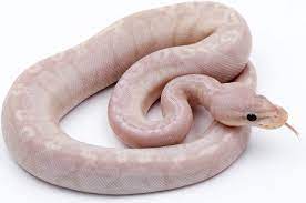 Pin On Insane Ball Python Morphs