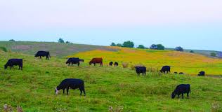National beef packing company, llc. Livestock Risk Protection Fed Cattle Rma