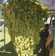 maalomatina أغرب الصور حول العالم grapes growing grapes all things wild