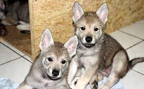 Le chien loup tchécoslovaque est un chien doté de beaucoup de courage,. Le Chien Loup Tchecoslovaque Caractere Origine Conseils D Elevage Sante