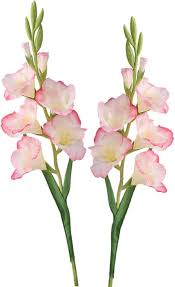 Image result for Gladiolus decoratus