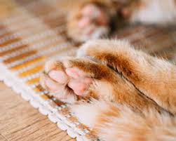 It works by allowing heat from the hottest part of the body, the inner thorax, to escape through moisture produced by mucous membranes of the tongue, mouth, and throat. How Do Cats Sweat
