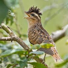 Tapera naevia linnaeus, 1766, (cuculiformes) būrio (cuculidae) šeimos (tapera) genties paukščių rūšis. Saci Tapera Naevia Wikiaves A Enciclopedia Das Aves Do Brasil