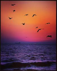 Birds Flying In The Sky Sunset A Magical Sunset On The Beach With A Ship In The Horizon And Flying Birds Beach Wallpaper Sunset Sunrise Sunset
