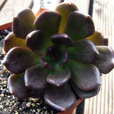 Canalblog Connectez Vous Planter Des Fleurs Cactus Et Plantes Succulentes Plante Succulente