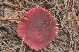 Image result for Russula mariae