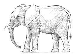 Download gambar sketsa gajah perkembangan gambar co id. Cara Menggambar Gajah Langkah Demi Langkah