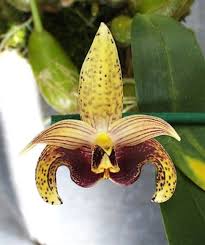 Image result for Bulbophyllum comatum