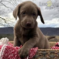 Rossi Aca Labrador Retriever Silver Puppy For Sale In Dry Run Pa Lancaster Puppies In 2020 Labrador Retriever Labrador Puppies For Sale