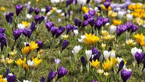 Learn definitions, uses, and phrases with lente. Voor De Natuur Komt De Lente Veel Te Vroeg Het Parool