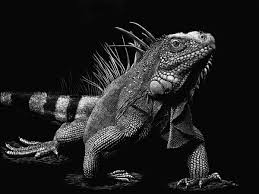 Show Preview La Quinta Arts Festival Southwest Art Magazine Pop Art Animals Scratchboard Art Art Festival